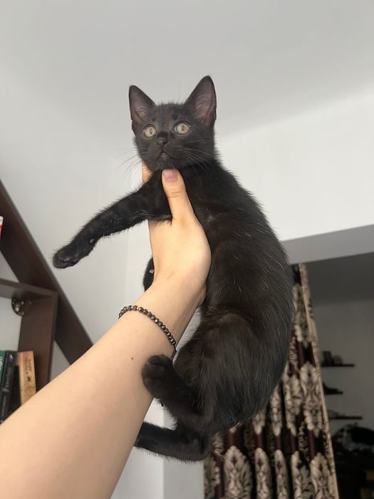 Adopție motănel