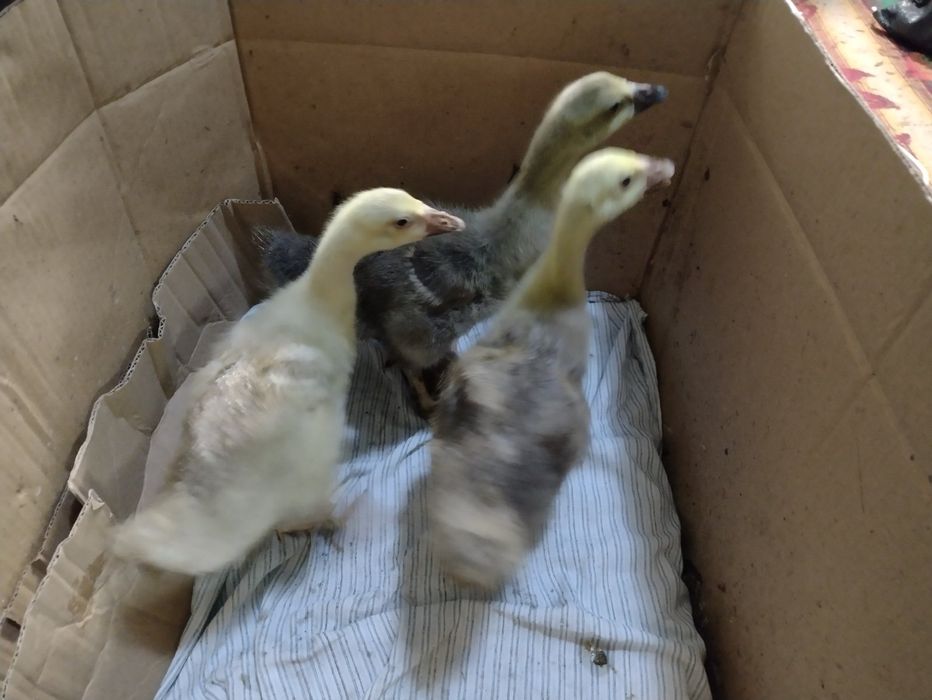 Малки патенца вид Лебедова гъска