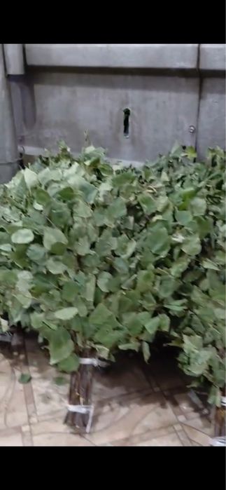 Продам веники для бани береза