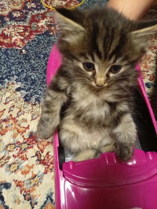 отдадим котят в хорошие  руки
