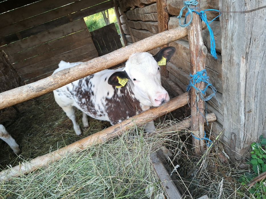 Vind vacă bălțată românească bună de lapte și blîndă.