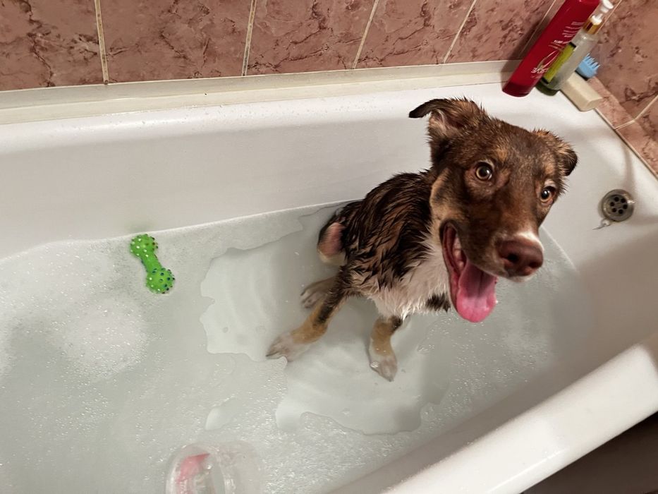 Отдам приученную собаку