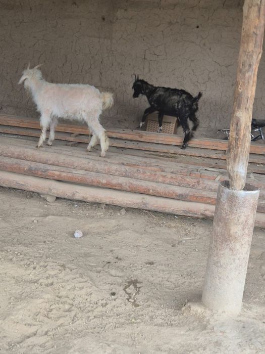 Ешкі сатылады опшый 5 бас