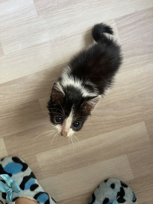 Отдам котенка в добрые руки