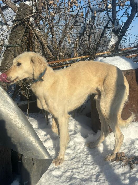 Тазыыыыыыыыыыыыы