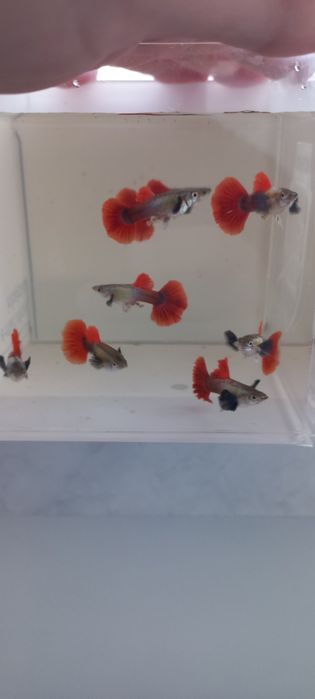 Guppy Dumbo red tail