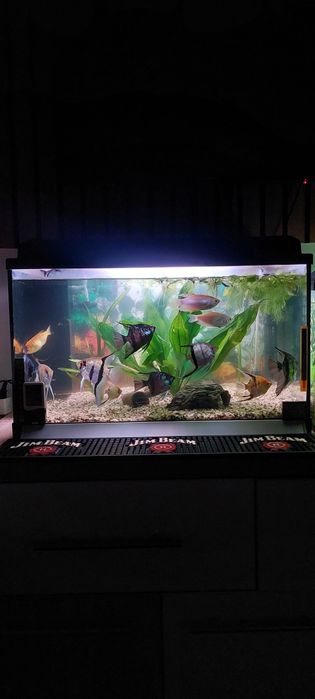 Vind Acvariu Complect Echipat + Pesti Scalari