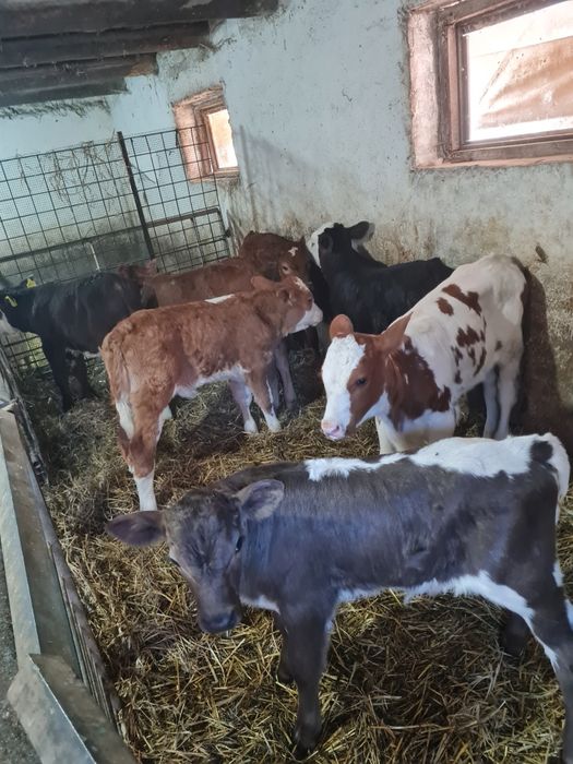 Vând viței masculi
