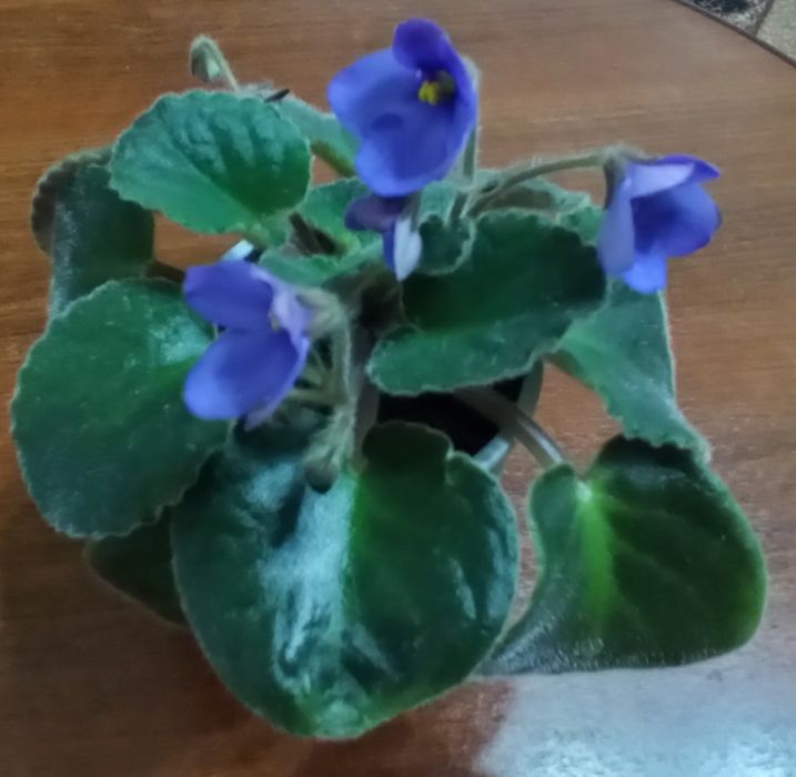 Продам домашние цветы