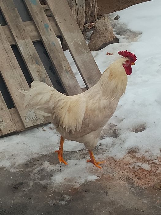 Простой қораз ннннн