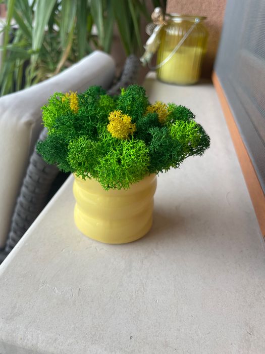 Картини и кашписъс скандинавски мъх