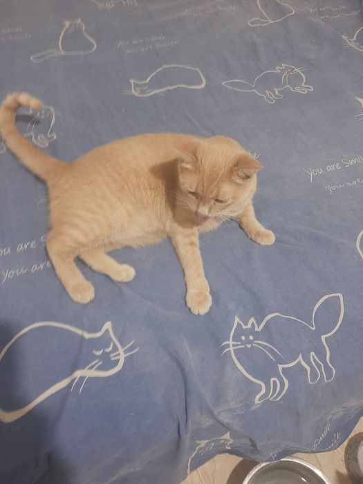 Отдам в хорошие руки