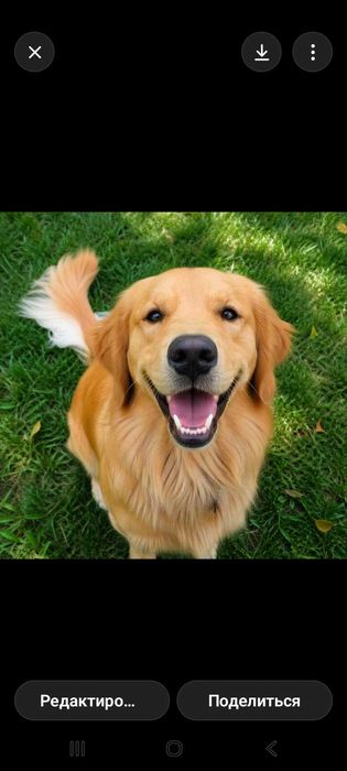 Передержка домашних животных