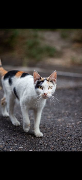canon eos 650d тушка