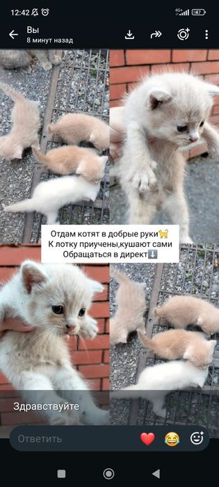 Котята пушистые.