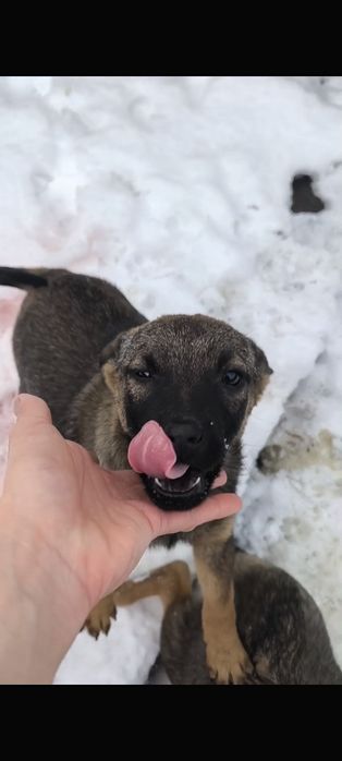 Щенок девочка 4 месяца НЕ на цепь!!!