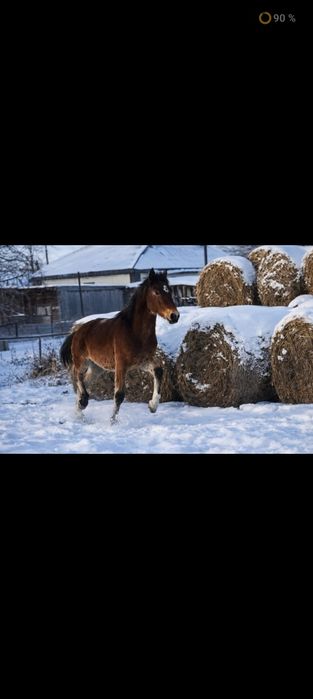 Продам тай жеребчик