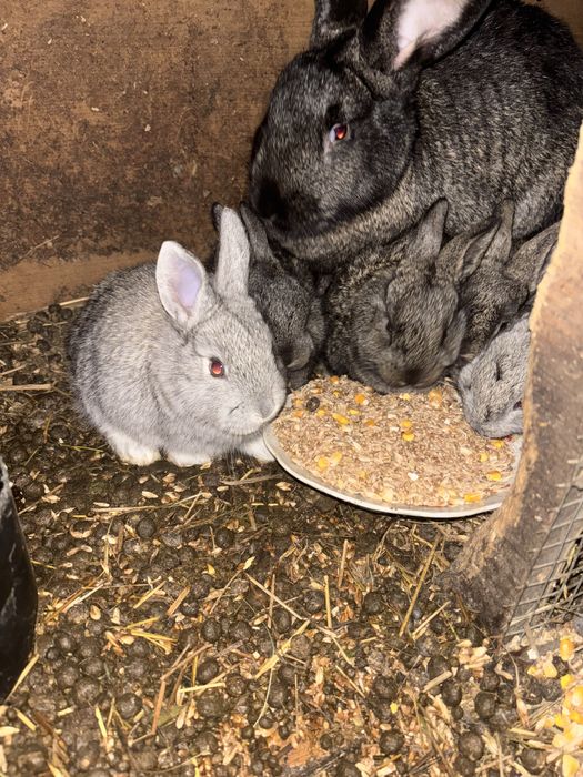 Продам месячных кролят