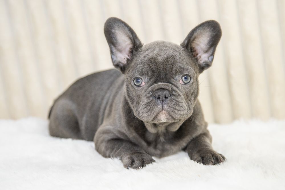 bulldog francez blue baietel