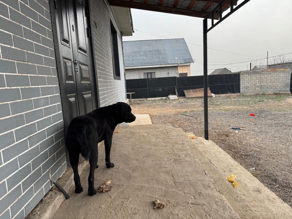 Ротвейлер лабрадор мальчик