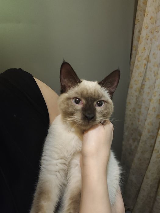 Найден домашний кот