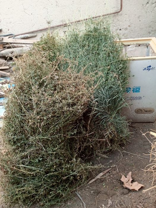 Guli toʻkilmagan beda bogʻi sotiladi