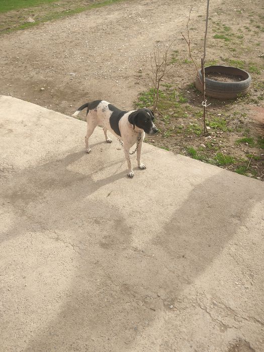 Понтер ургаши Самка олатындар болса тегинн