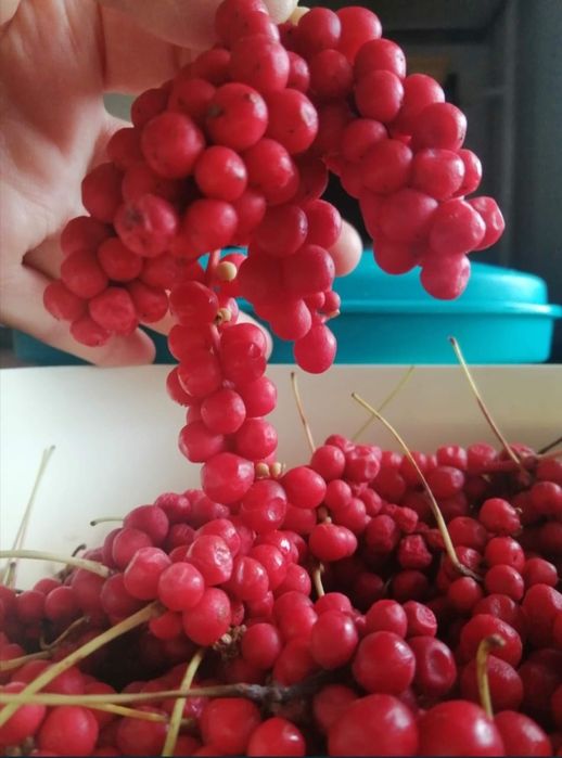 Продам саженцы Китайский лимонник