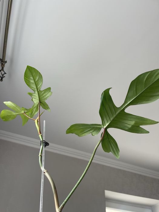 Филодендрон флорида бьюти