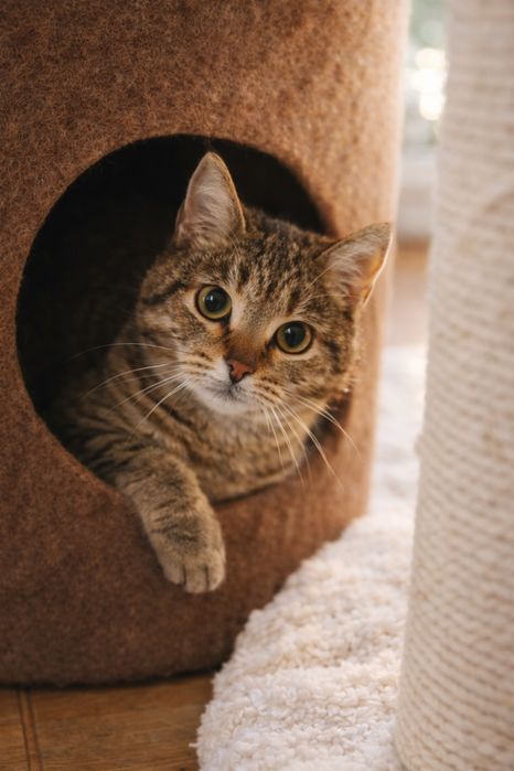 Кошечка в добрые руки