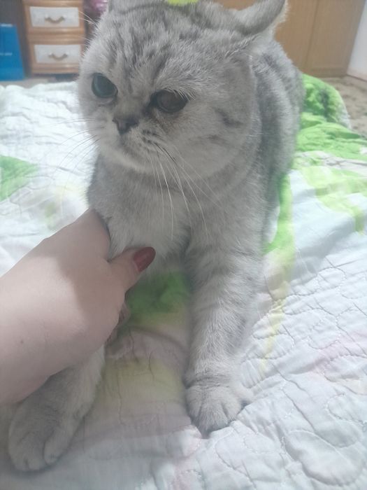Срочно мысык сатылады