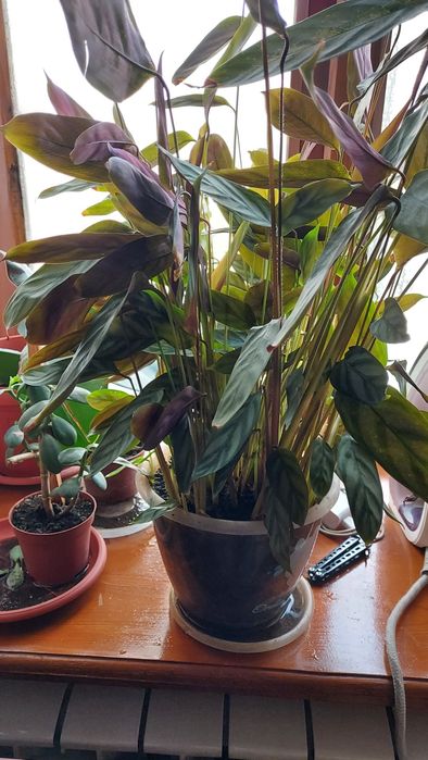 Комнатные  цветы