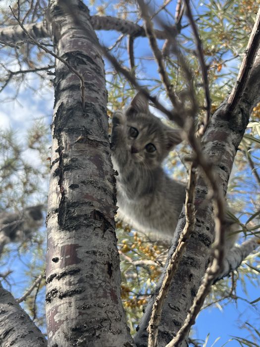 Котенок девачка, 2 месеца