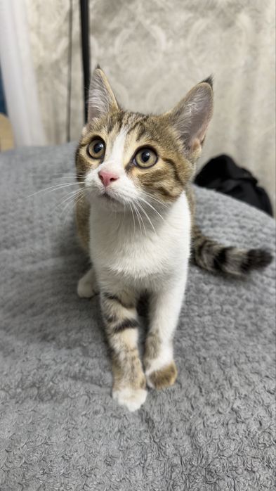 Котенок мальчик ищет дом