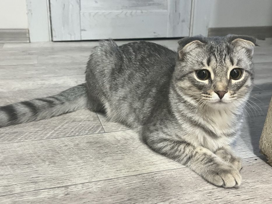 отдам котенка девочку