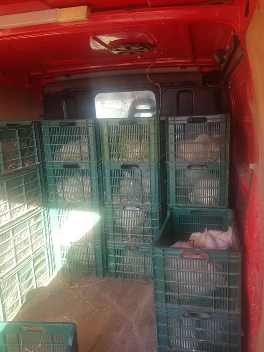 Pui albi și rasă mixta /găini