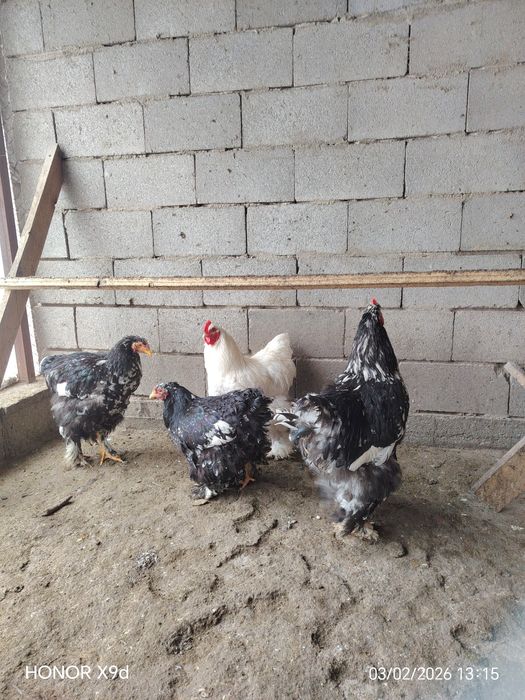 Продам Кохинхины.