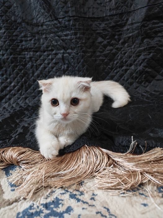 Scotish fold Продаются мама с котёнокм  100$