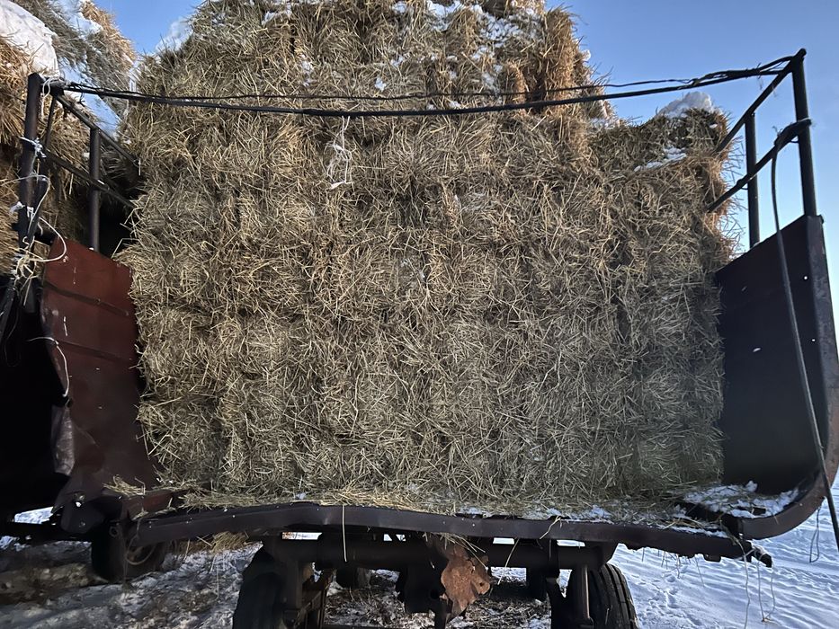 Салома ячменная.