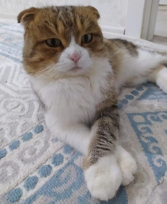 Шотландская вислоухая кошка