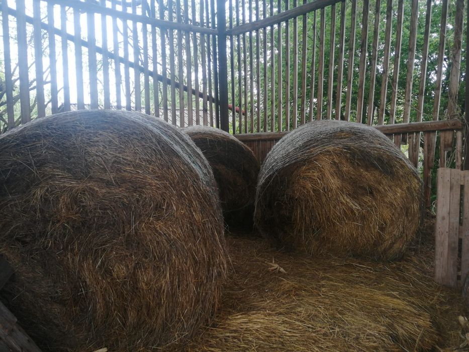 Vând baloti de fan rotunzi-calitate superioară din 2025