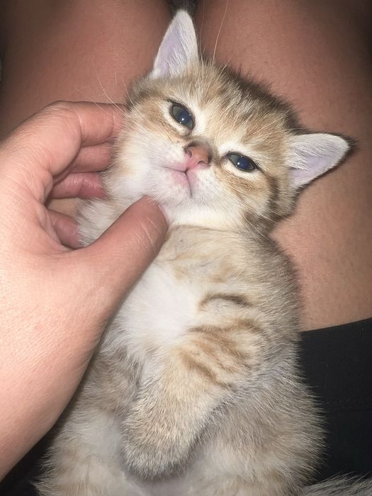 Продам породистых котят
