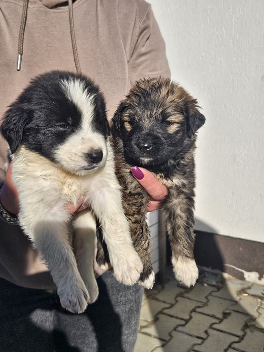 Adoptie com.Halchiu-Brasov