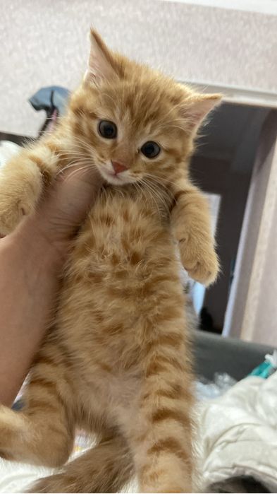 Отдам котят в хорошие руки