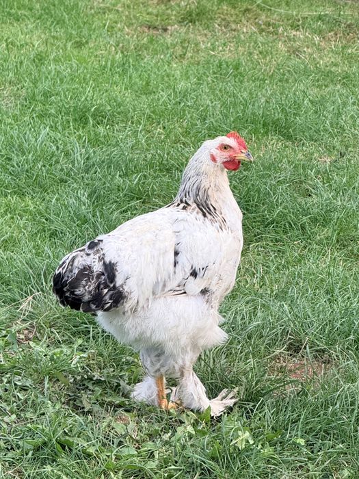 Vând cocoși barbosi si incaltati