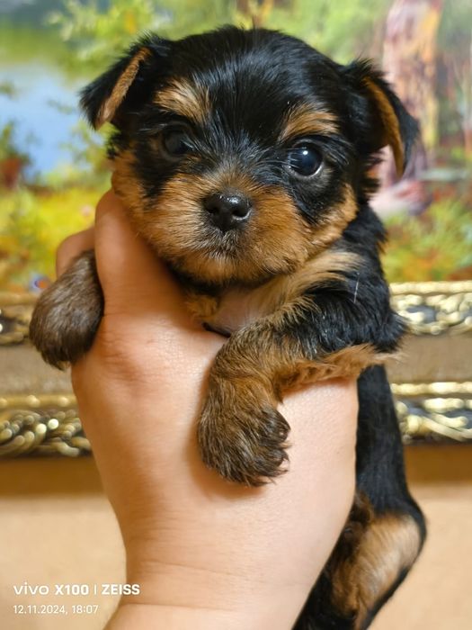 Очаровательные щенки Йорка.