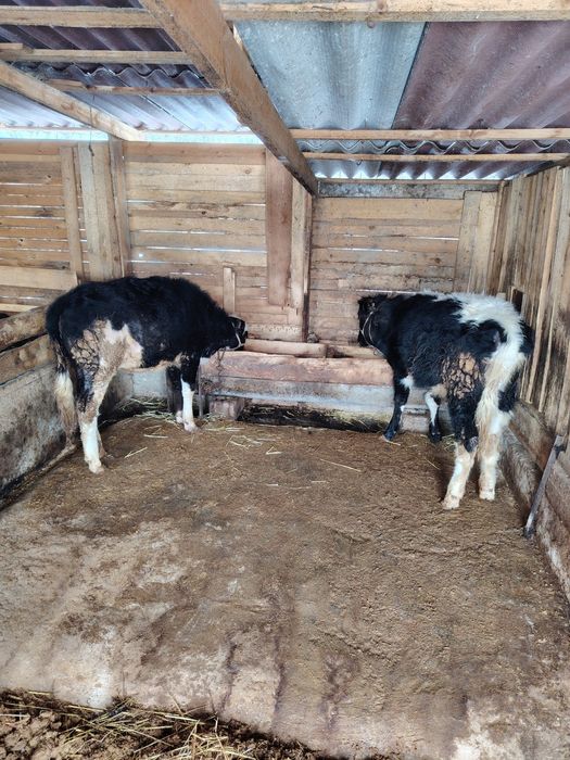 Город Шымкент...