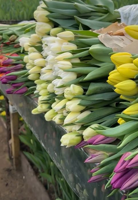Тюльпаны оптом 2026