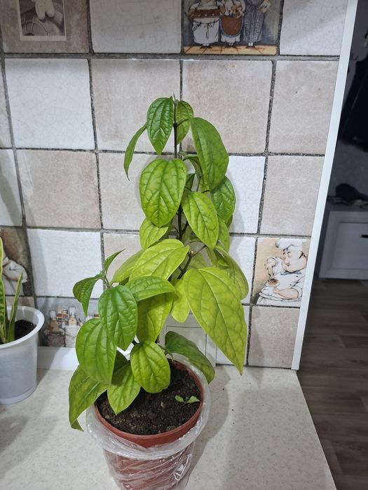 Продам комнатные цветы