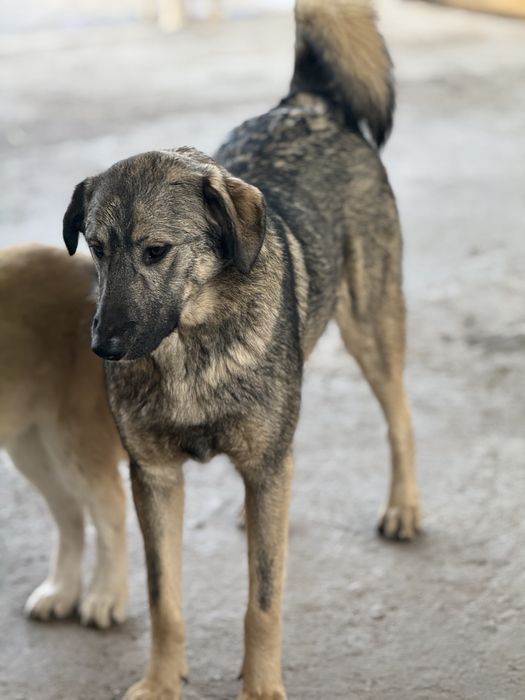 Собака Глафира ищет своего хозяина.